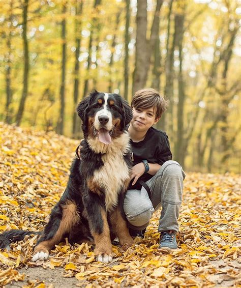 10 Large Dog Breeds That Are Gentle Girl And Dog