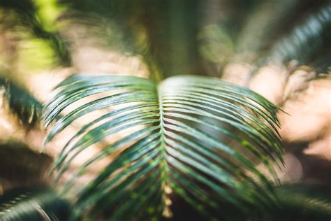 20 Best Free Green Pictures On Unsplash