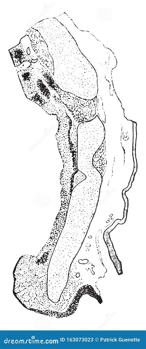 Mucous Membrane In Vertical Section Vintage Illustration Cartoon