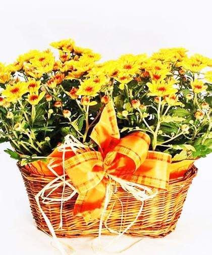 Shop proflowers® & send fresh flowers to loved ones in san francisco! Double Blooming Mum Basket These bright happy ...
