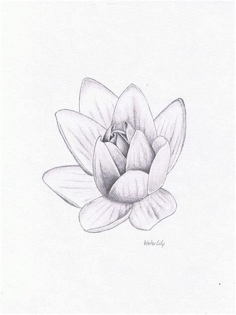 drawing water lily water lily tattoos lily tattoo lily tattoo design