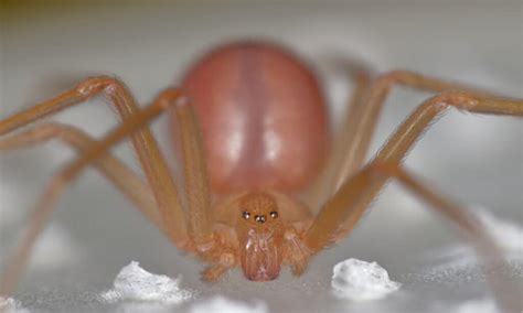 3 Venomous Poisonous Spiders Found In Ohio Nature Blog Network