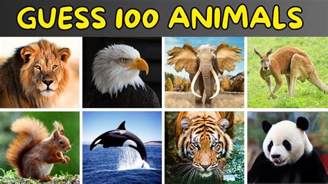 Guess 100 Animals Animals Quiz Youtube