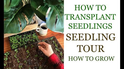 How To Transplant Seedlings Seedling Tour How To Grow Youtube