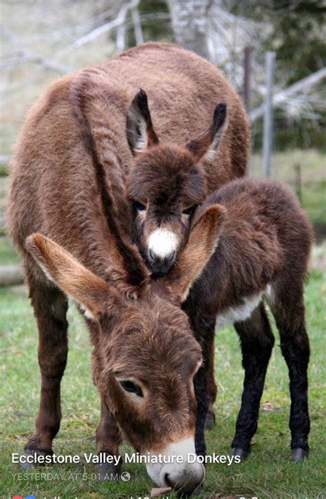 Baby Donkey Cute Donkey Baby Cows Cute Little Animals Cute Funny