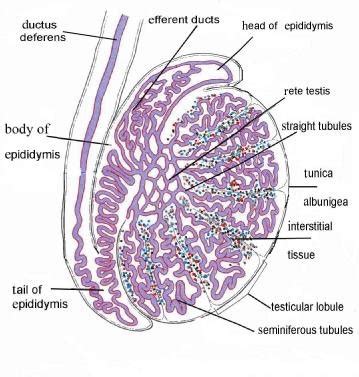 General Overview Of The Histological Organization Of Testis And Epididymis Download Scientific