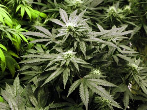 A flowerpot, flower pot, planter, planterette, or alternatively plant pot is a container in which flowers and other plants are cultivated and displayed. How to Transplant Flowering Cannabis Plants