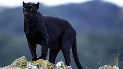 วอลเปเปอร์ ธรรมชาติ สัตว์ป่า แมวใหญ่ Black Panther Puma แพนเทอร์