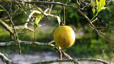 San Diegos Citrus Industry Taking Precautions To Avoid Dangerous