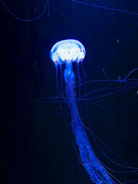 Free Stock Photo Of Box Jellyfish Blue Alien