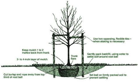 A tree diagram lets a user start at a single point and make mutually exclusive decisions or experience mutually exclusive events to follow a path down the. Tree Selection and Planting In Your Home Garden | Longwood Gardens
