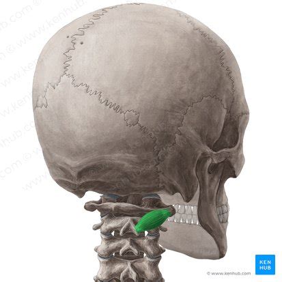 Nervus Occipitalis Major Anatomie Verlauf Klinik Kenhub The Best Porn