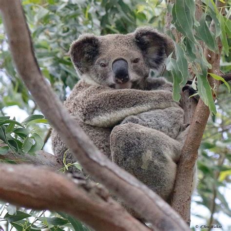 Whats On Wild Koala Day