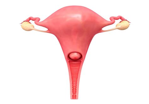Learn About Your Cervix How It Changes As Labor Gets Ready To Start GentleBirth