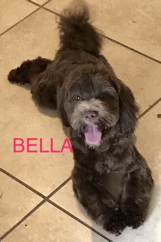 It has been a busy year here at yuppy puppy like always. Havanese Puppies For Sale in FL - Forever Poodles & Honor ...