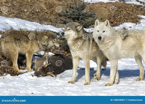 Wolf Pack With Kill Stock Image Image Of Animal Pack 188628007
