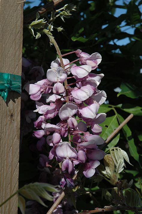 The standard wisteria at the miller garden had been trained since it was planted and had an elegant form due to meticulous attention. Caroline Chinese Wisteria (Wisteria sinensis 'Caroline ...