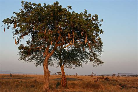 Tonymann Toursandsafaris Sausage Tree In Serengeti