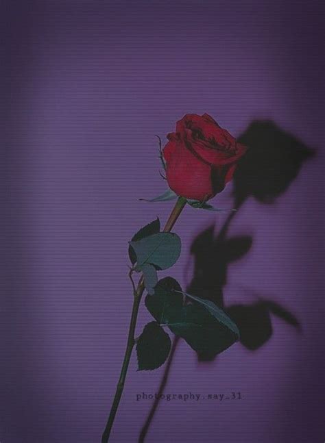 Dark aesthetic pc wallpapers top free dark aesthetic pc. pinterest: mary.shizuka3 | Aesthetic roses, Aesthetic ...