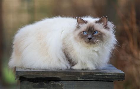 Обои кошка кот взгляд поза доски лежит голубые глаза мордашка