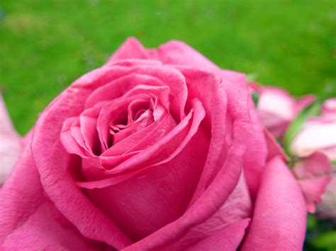 Free Stock Photo 9834 Pink Rose Freeimageslive