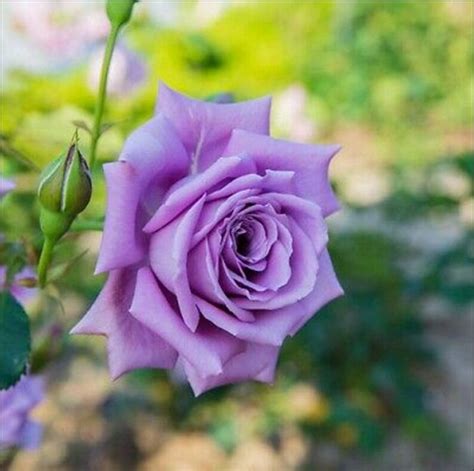 25 Rare Seed Light Purple Rose Seeds Perennial Authentic Etsy