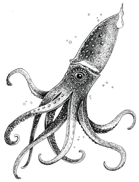 He he, so this is my doodle with squid ink. Squid sketch - Just Sketches