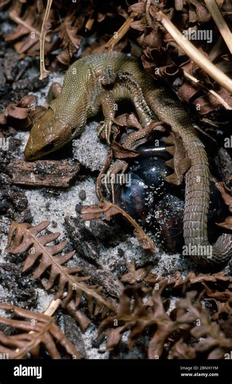 Common Lizard Zootoca Vivipara Giving Birth To Young In Thin Egg