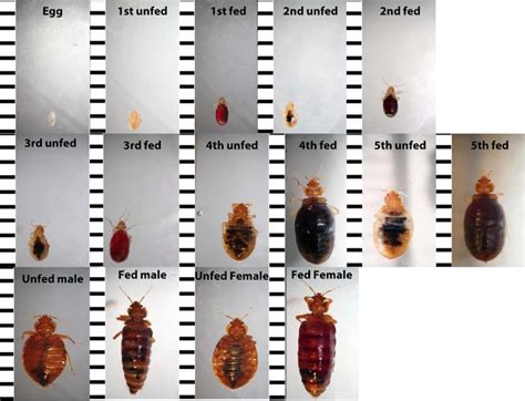 Bed Bug Identification Chart In 2020 Bed Bugs Treatment