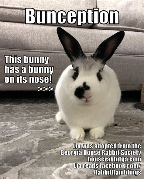 Funny Bunny Memes