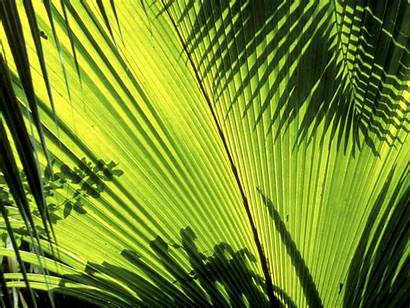 Leaves Palm Shadows Nature Wallpapers Background Organic