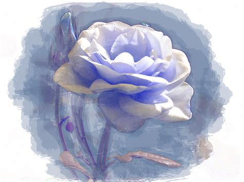 무료 이미지 꽃잎 장미 꽃 푸른 그림 디지털 모란 꽃 피는 식물 장미 가족 수채화 물감 파란 장미 육상