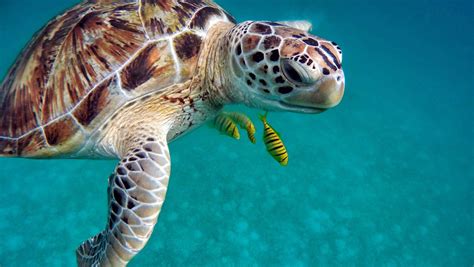 Discovering Sea Turtles In Maldives The Maldives Travel