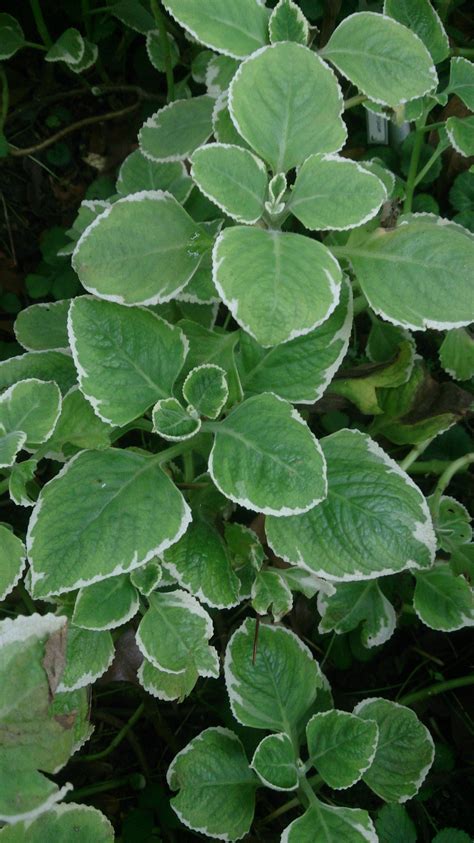 Well you're in luck, because here they come. Plectranthus amboinicus Images - Useful Tropical Plants