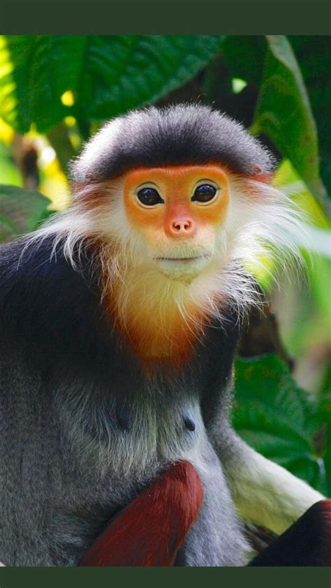 Most Colourful Monkey Red Shanked Douc