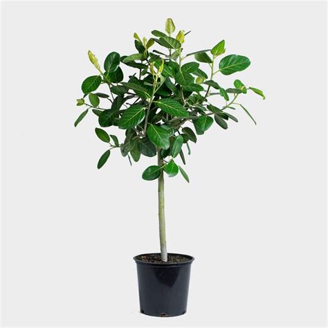 Greenery Nyc Ficus Audrey Care Ficus Indoor Plant Pots Indoor Tropical Plants
