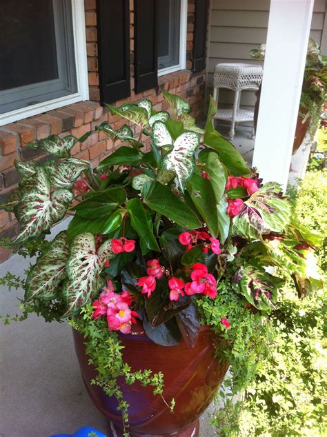 Caladium Planter With Begonias Flower Pots Outdoor Flower Planters