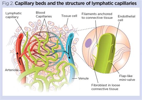 Lymphatic Fluid