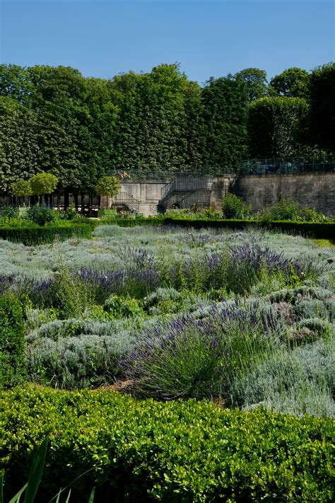 Provence In Paris Where To See Lavender In Paris Landen Kerr