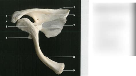 Articulated Right Clavicle And Scapula Superior View Diagram Quizlet