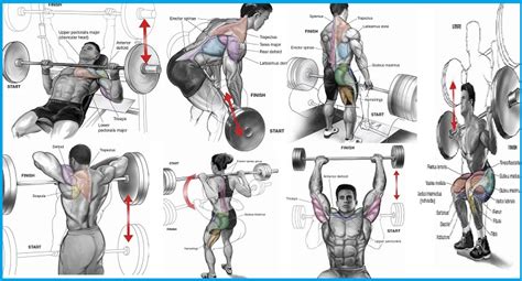 Barbell Exercises That Suit Beginners Bodydulding