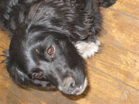 Nachfolgend finden sie die fünf beliebtesten und besten wachhunde. Sasky | Unser wunderbarer Haus- und Hofhund, den meine ...