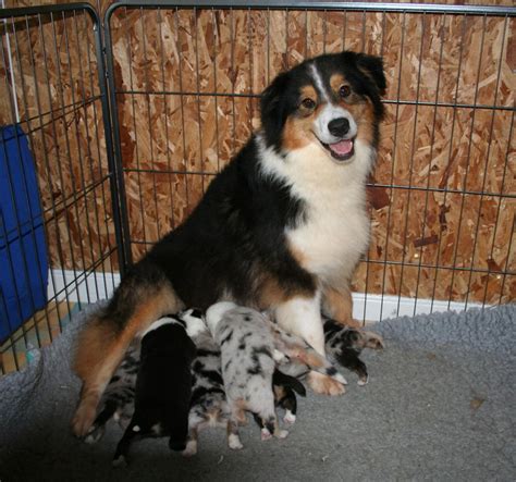 Advice from breed experts to make a safe choice. australian shepherd puppies for sale uk only | COVID OUTBREAK