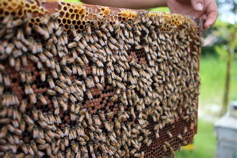 Beginner Beekeeping Class Jcs Honey Bees