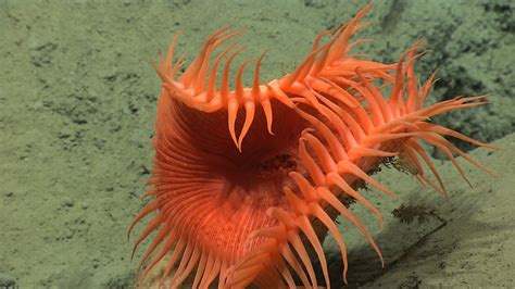 The Craziest Sea Creatures Youve Ever Seen Simplemost