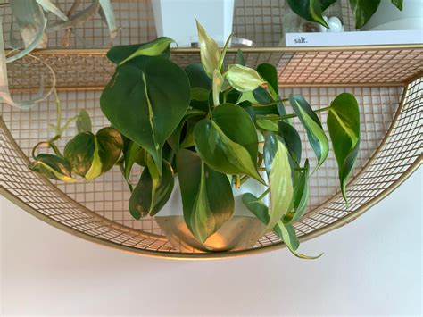 New Philodendron Brasil Leaves Are Coming In Lime Green 😍🤩😍 Im Not