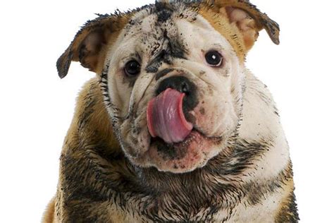 Grooming The Muddy And Stinky Dog American Kennel Club
