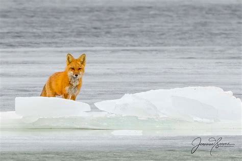 Fox On Frozen Lake Champlain Vermont Jeannie Seevers Flickr