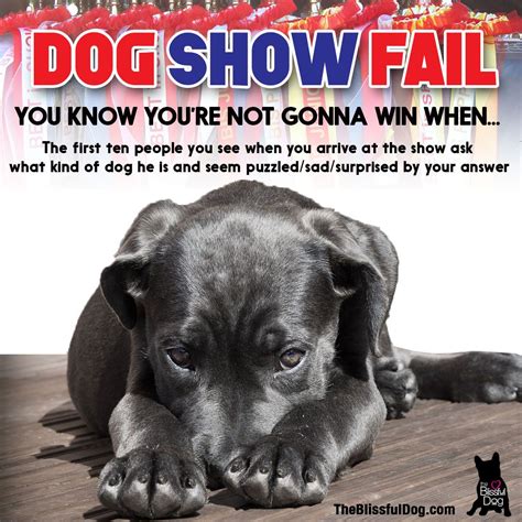Dog Show Fail Dog Show Dogs What Kind Of Dog