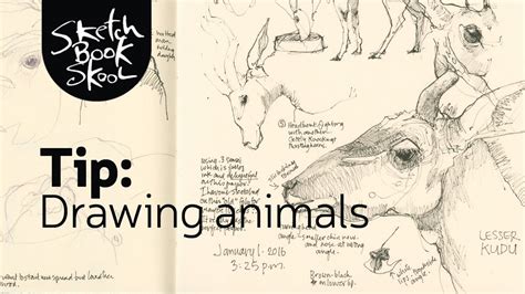 7 Free Tips On Drawing Animals Youtube